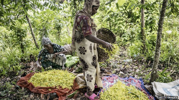 Women sorting flowers in the Comoros Islands