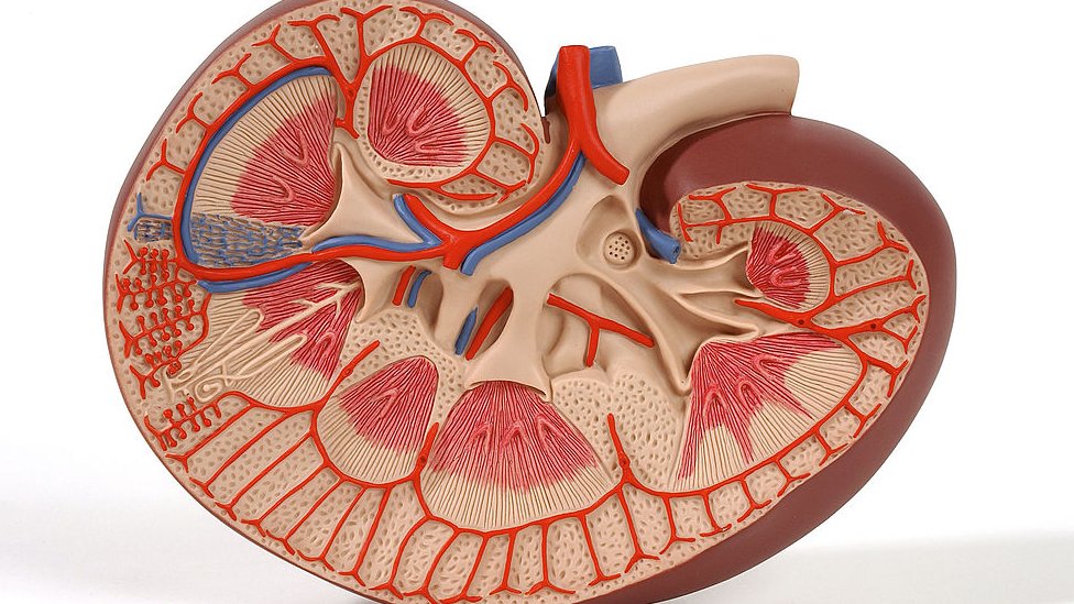 Anatomy of di Kidney