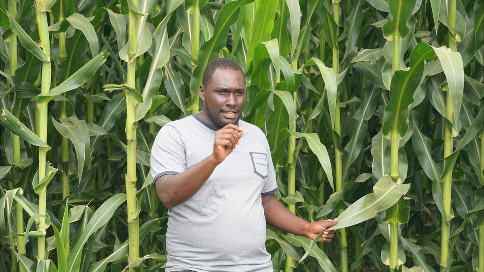 Edward Barngetuny for im maize farm