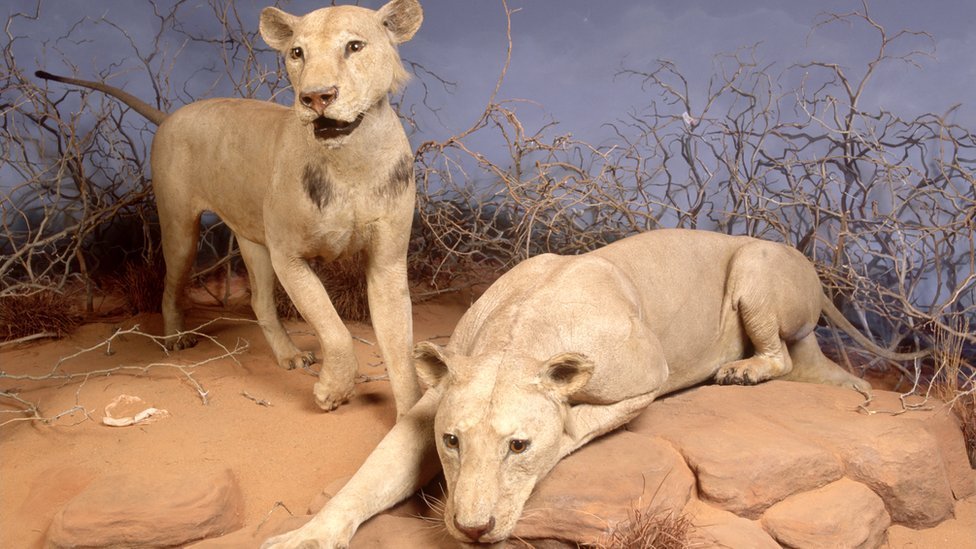 Two taxidermied man-eating lions from di Tsavo region for Chicago, Illinois