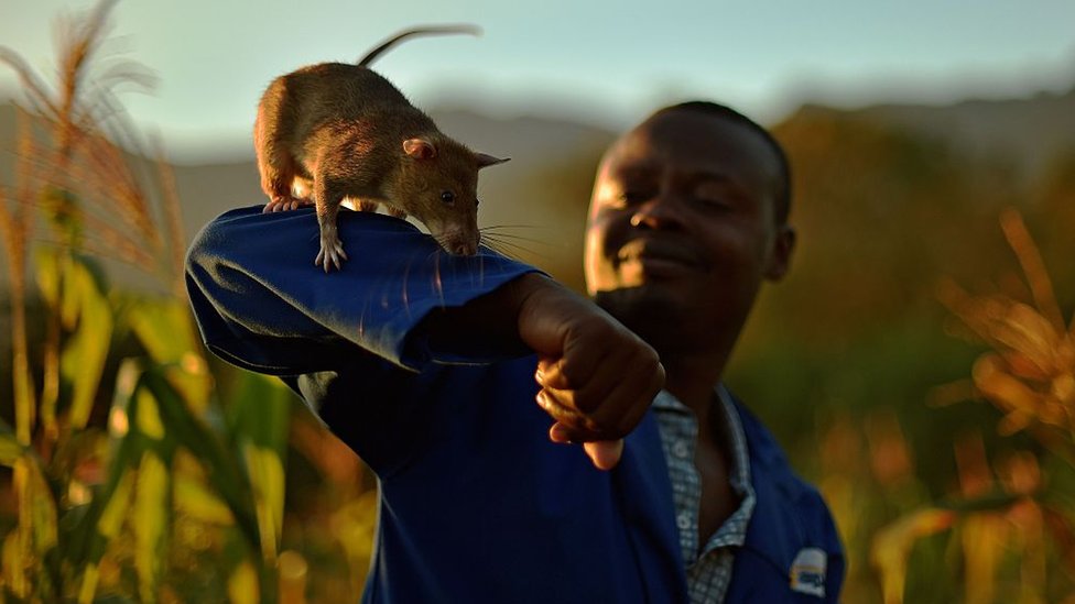 Apopo handler carry giant African rat ontop im arm during mine detection training