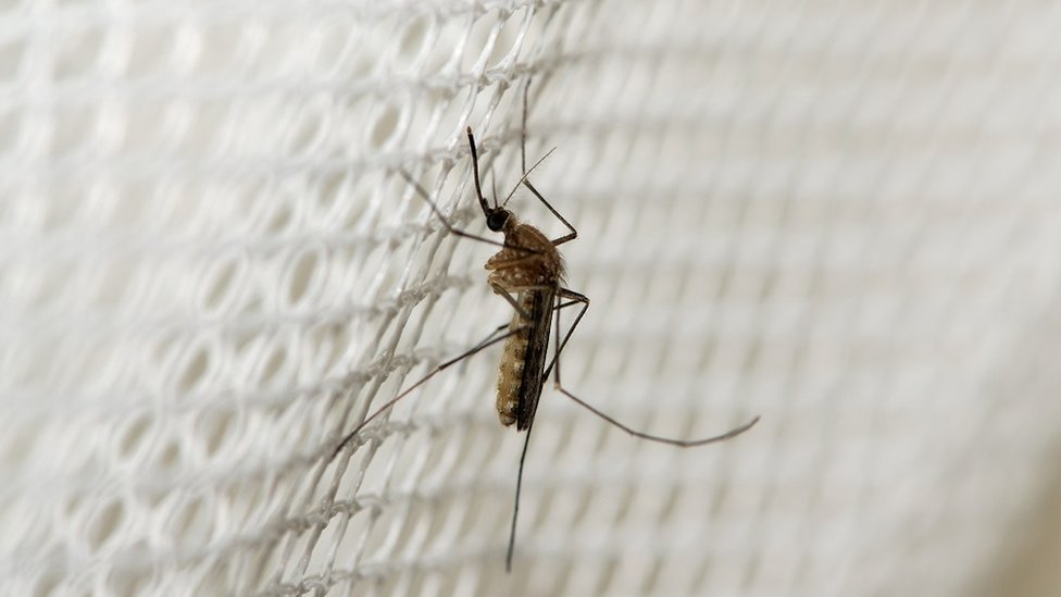 A mosquito on a net