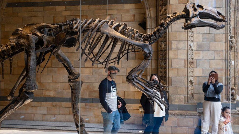 Visitors interact with Mantellisaurus Atherfieldensis or Iguanodon at the Natural History Museum on 27th April 2022 