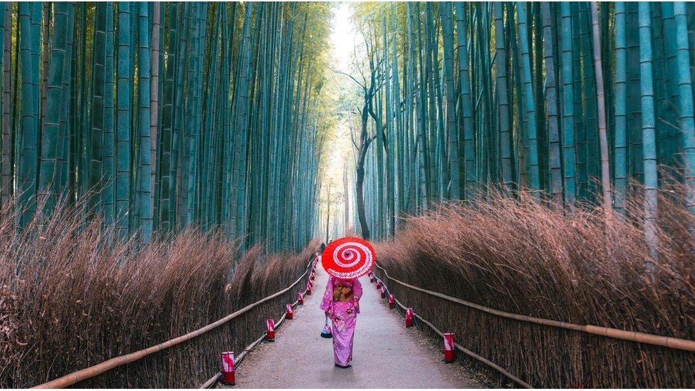 One other worldly forest of bamboo for Kyoto