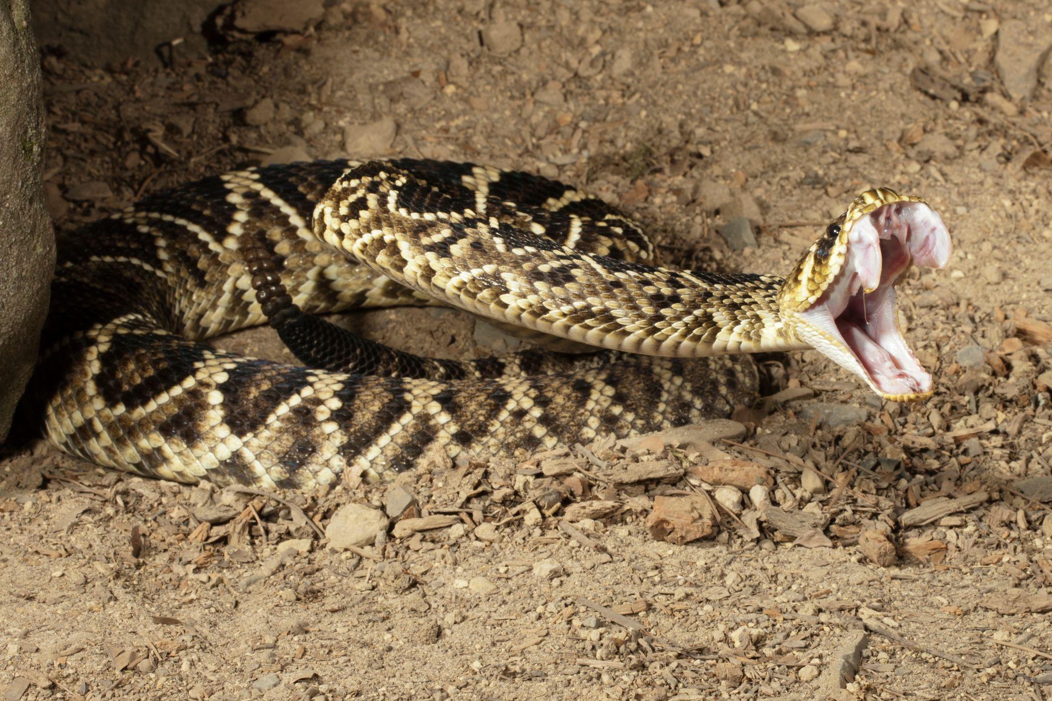 Photo of a snake