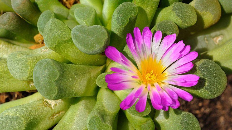 Frithia pulchra, tropical succulent plant