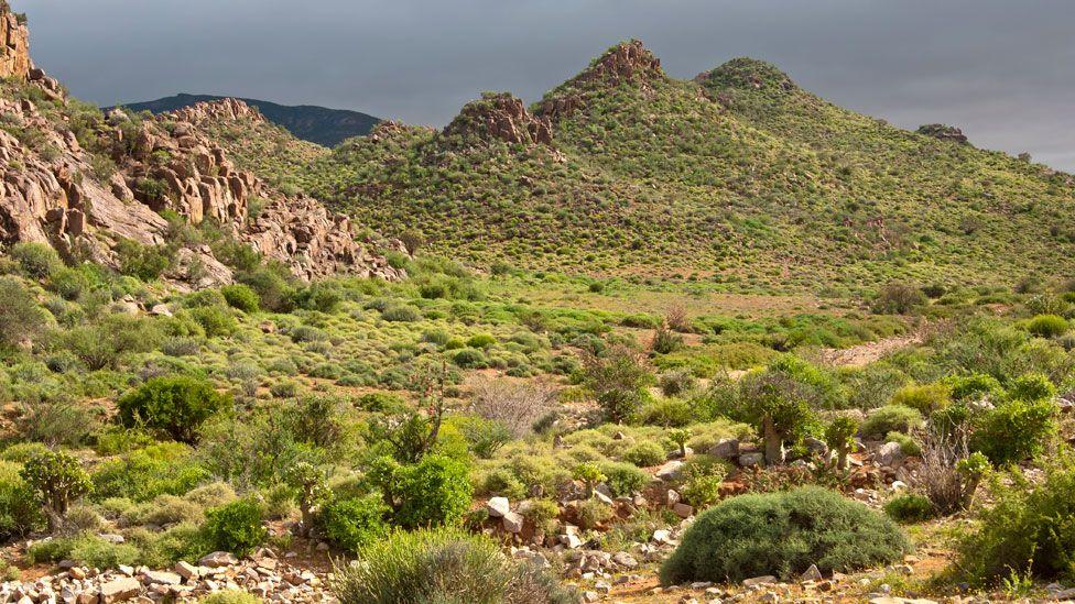 Scrubland for di Northern Cape province, South Africa