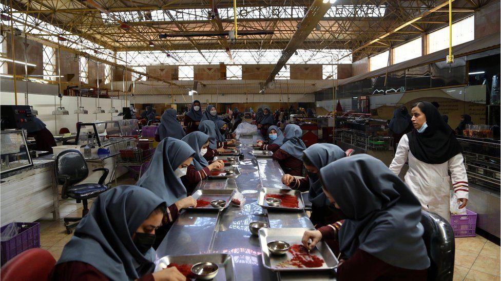 Women produce saffron for Novin Saffron company for Mashhad, Iran, for 2021