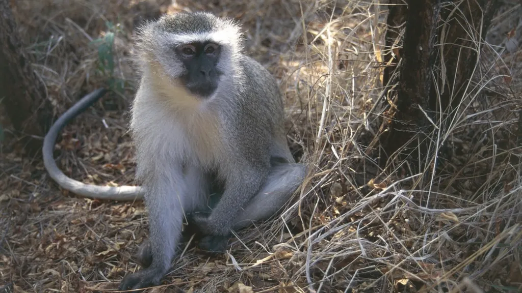 Dem bin first trace di Marburg virus to African green monkey