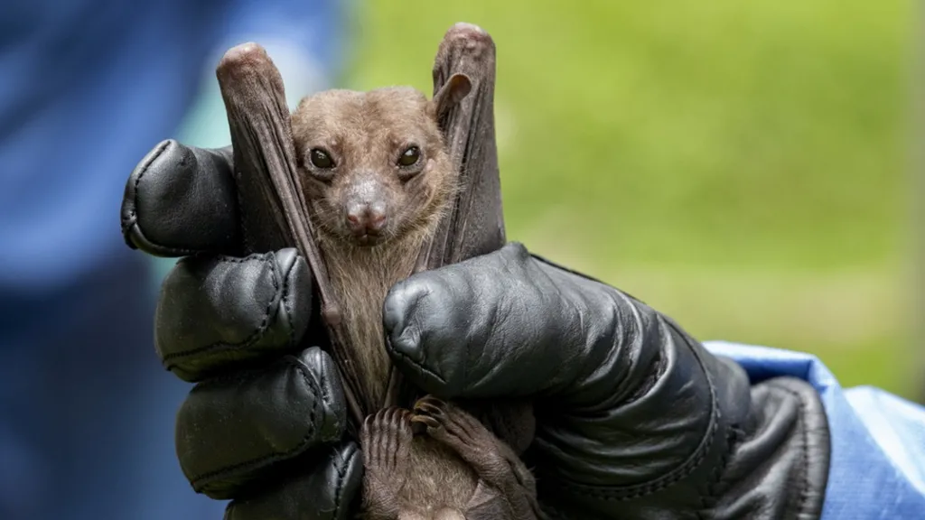 Egyptian rousette fruit bat na one main carrier of di virus