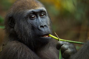 Gorillas wey dey treat demsefs fit get ansa for new drugs