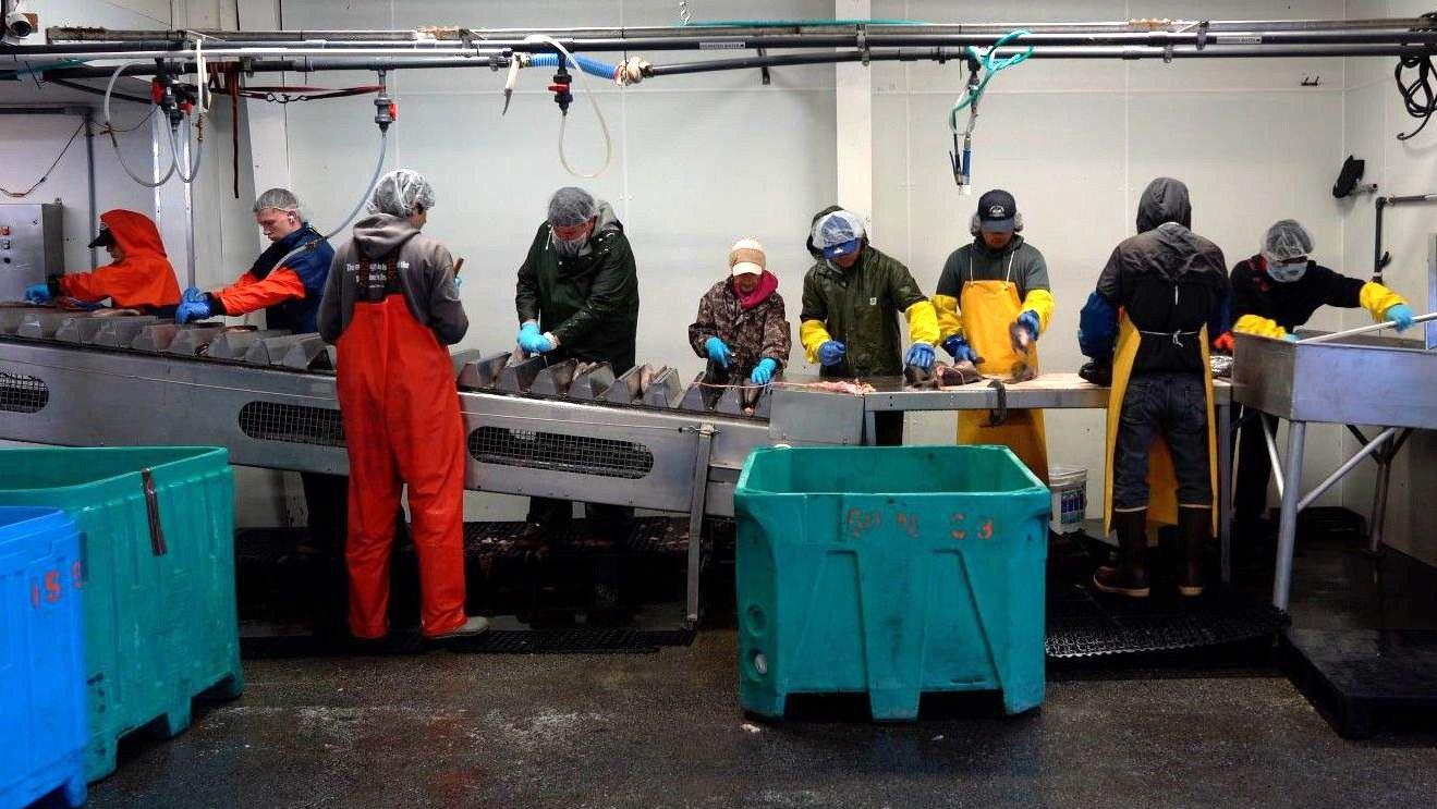 Workers processing fish for one conveyor belt for di North 60 Seafoods plant for Cordova