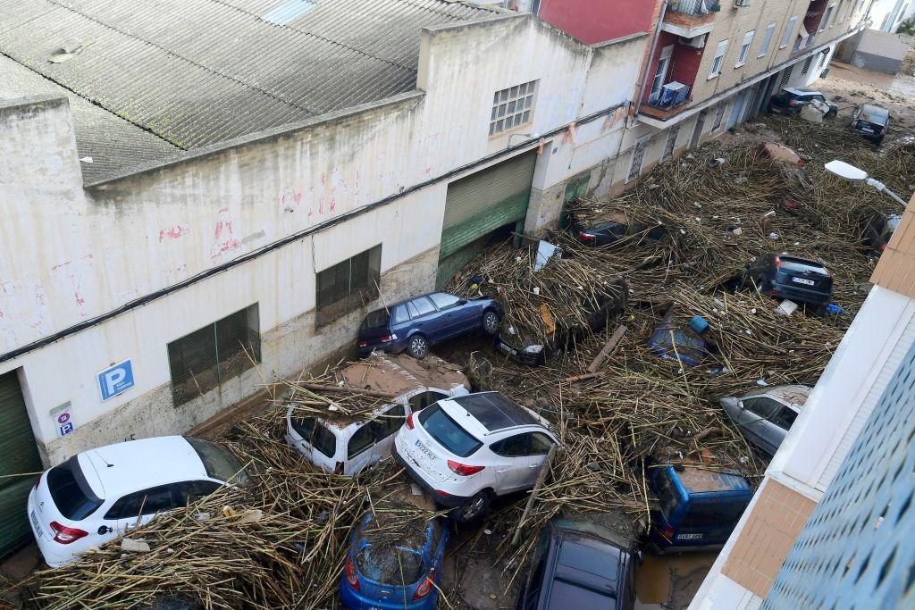 Cars covered by tree branches in a street